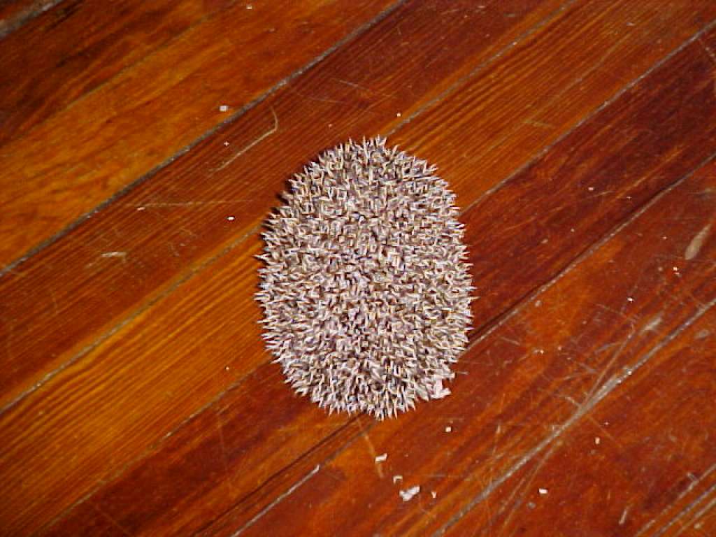 Hedgehog1.JPG